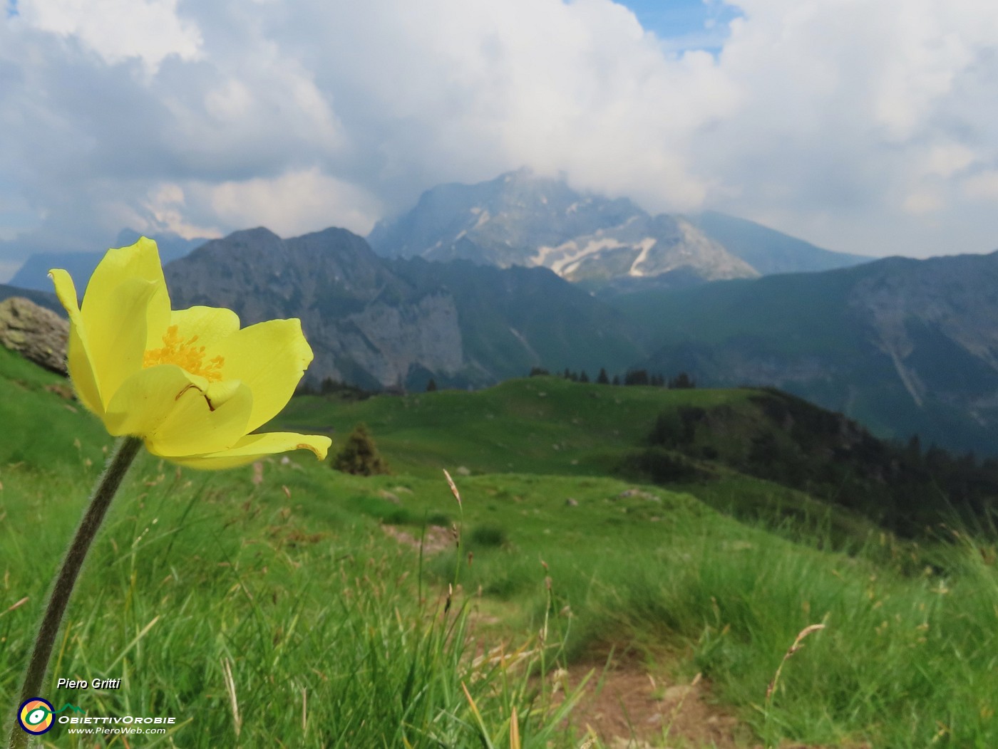 77 Pulsatilla alpina sulphurea con vista verso Corna Piana-Arera.JPG